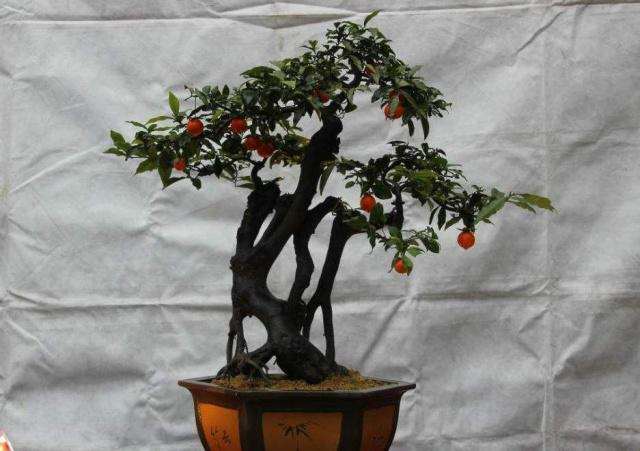 金弹子盆景多久换一次盆