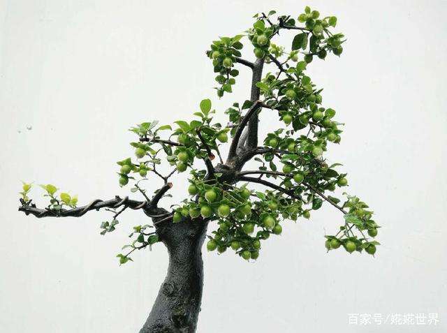 金弹子母下山桩的挂果方法