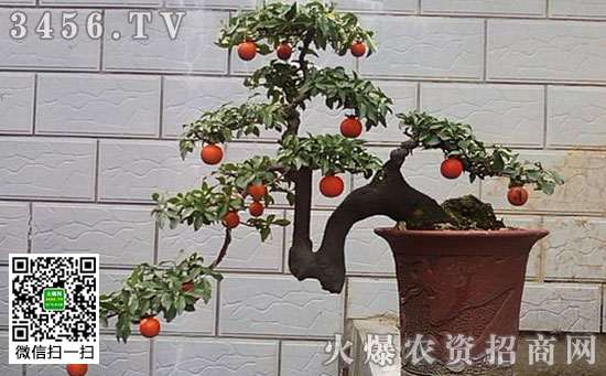 金弹子盆景的结果培养方法