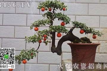 金弹子盆景嫁接后怎么结果培养方法