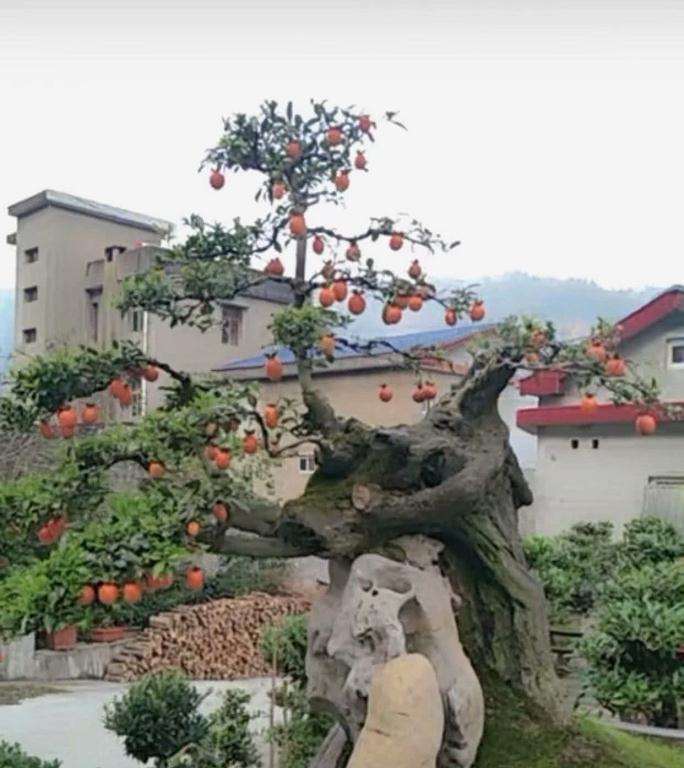 金弹子盆景在春季以氮肥为主