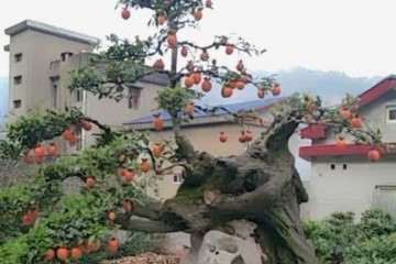 金弹子盆景在春季以氮肥为主