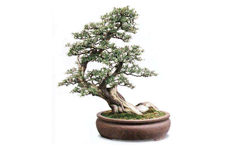 雀梅盆景的栽培与控水