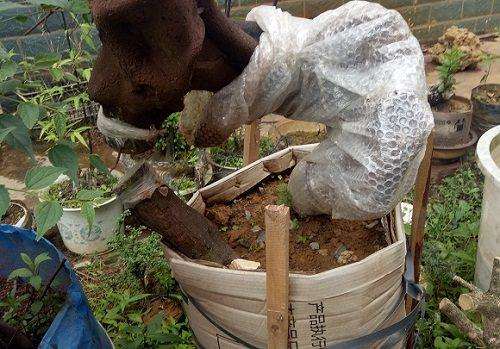 十年老花匠养护金弹子下山桩的3个方法