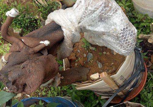 十年老花匠养护金弹子下山桩的3个方法