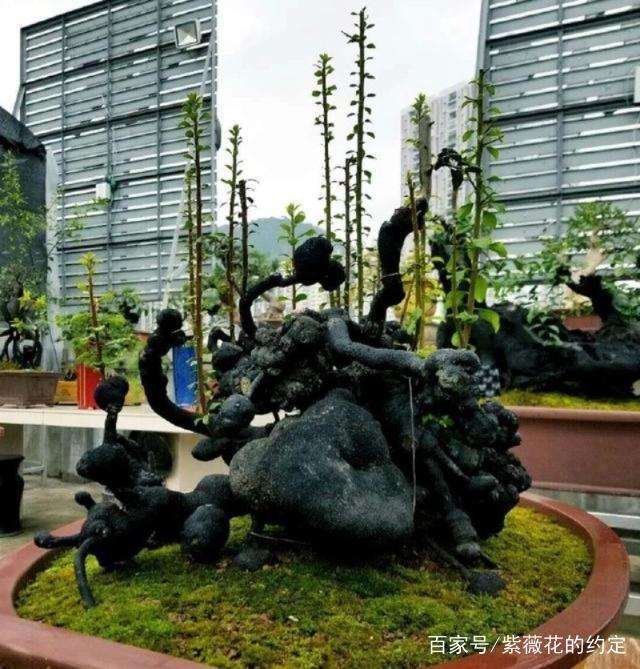 大爷捡漏买的金弹子下山桩