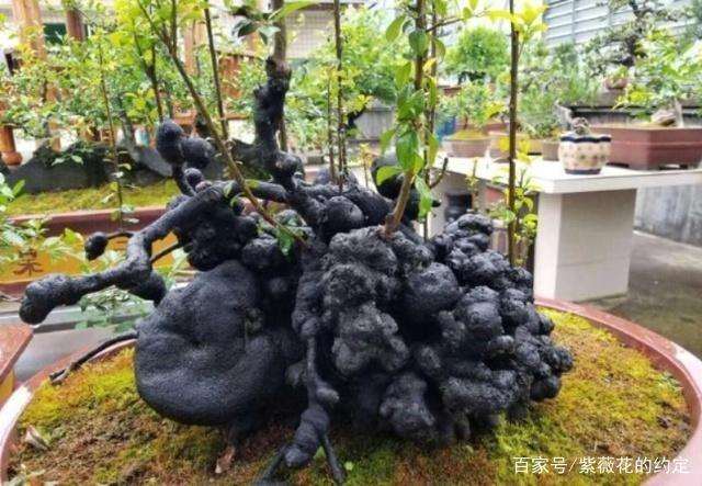 大爷捡漏买的金弹子下山桩