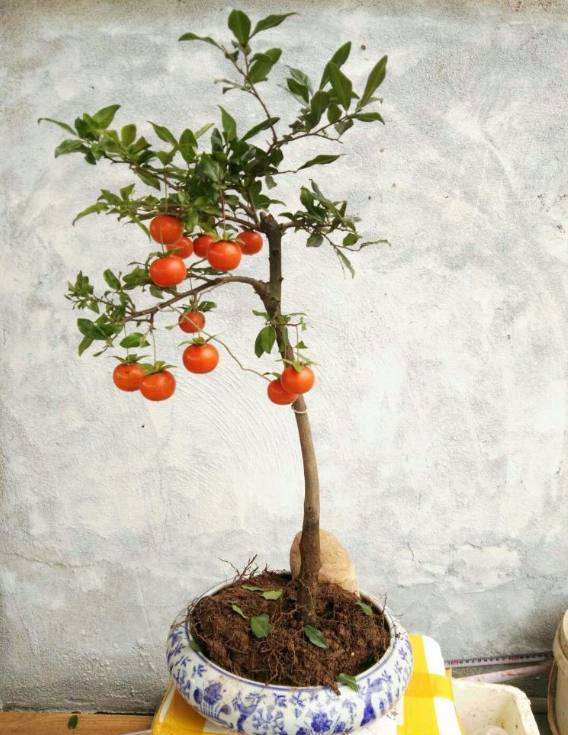 金弹子盆景挂果多 却不会修剪 怎么办