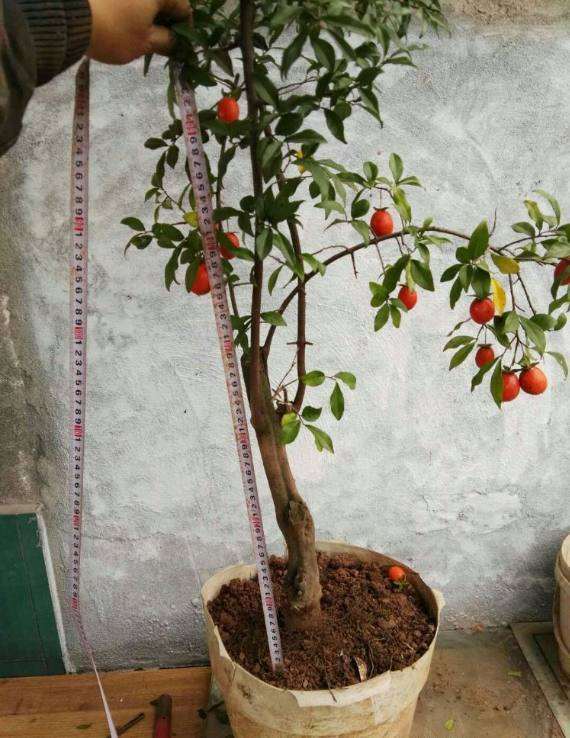 金弹子盆景挂果多 却不会修剪 怎么办