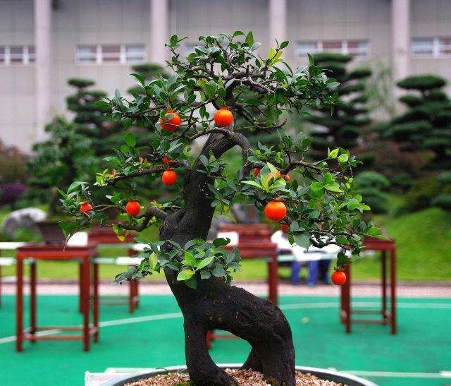 金弹子盆景在换盆的时候需要注意什么