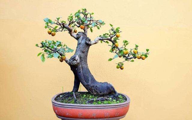 金弹子盆景在换盆的时候需要注意什么