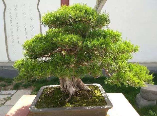 黄杨盆景不择土壤 南方北方都可种植