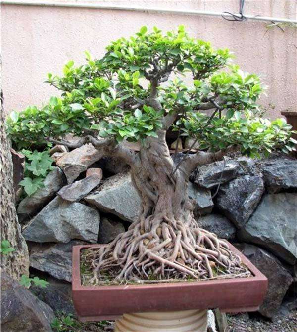 黄杨盆景不择土壤 南方北方都可种植