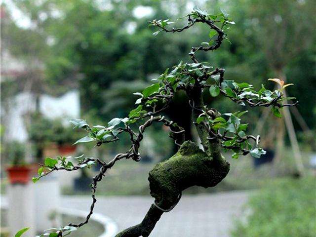 在农村种植金弹子盆景有很大的么经济价值