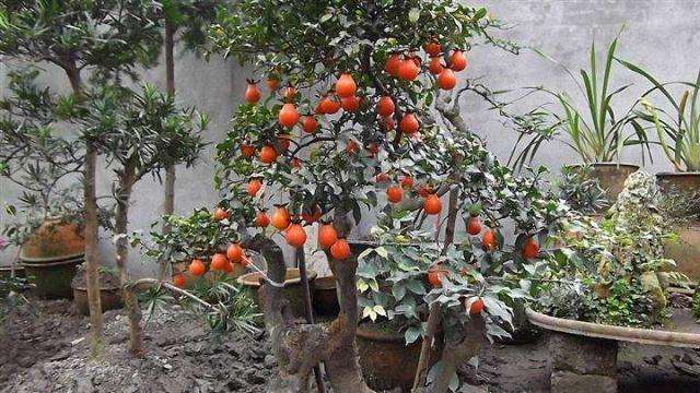 在农村种植金弹子盆景有很大的么经济价值