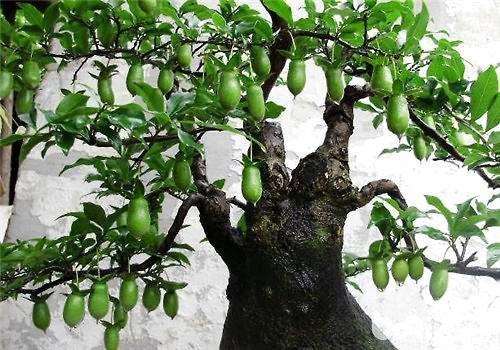 在农村种植金弹子盆景有很大的么经济价值