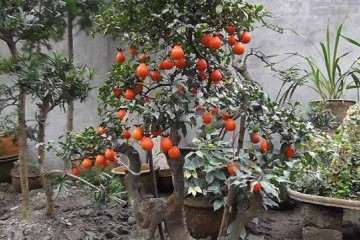 在农村种植金弹子盆景有很大的么经济价值