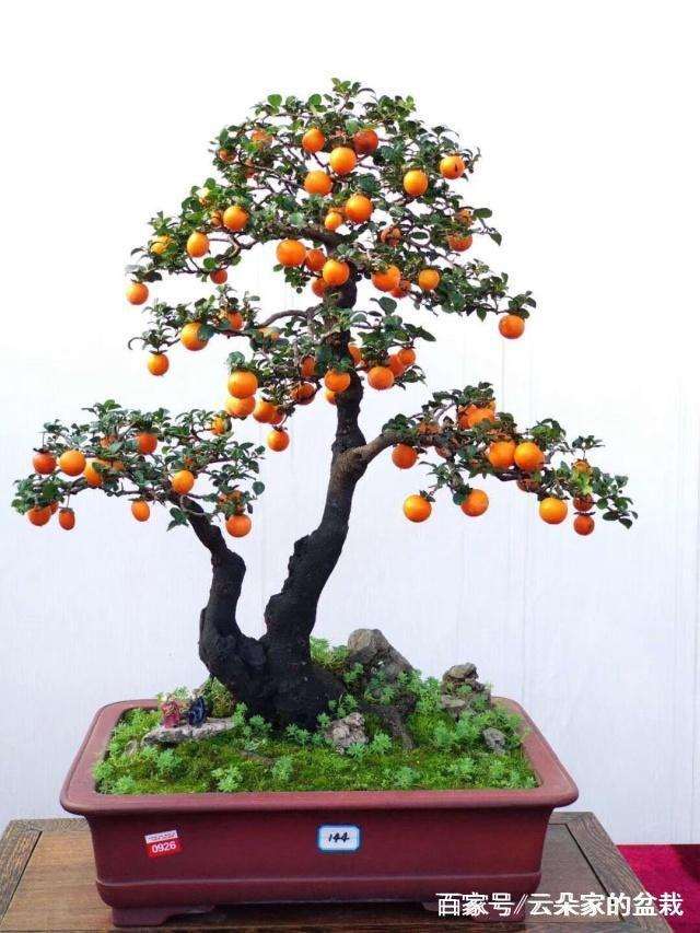 如何做好金弹子盆景的授粉阶段