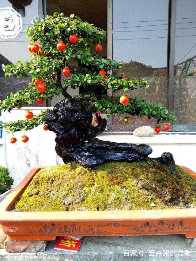 金弹子盆景的枝条梳理技巧