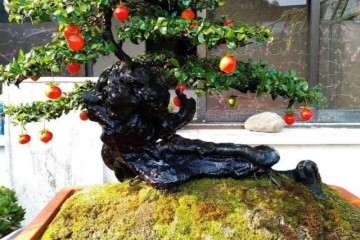 金弹子盆景的枝条怎么修剪的技巧