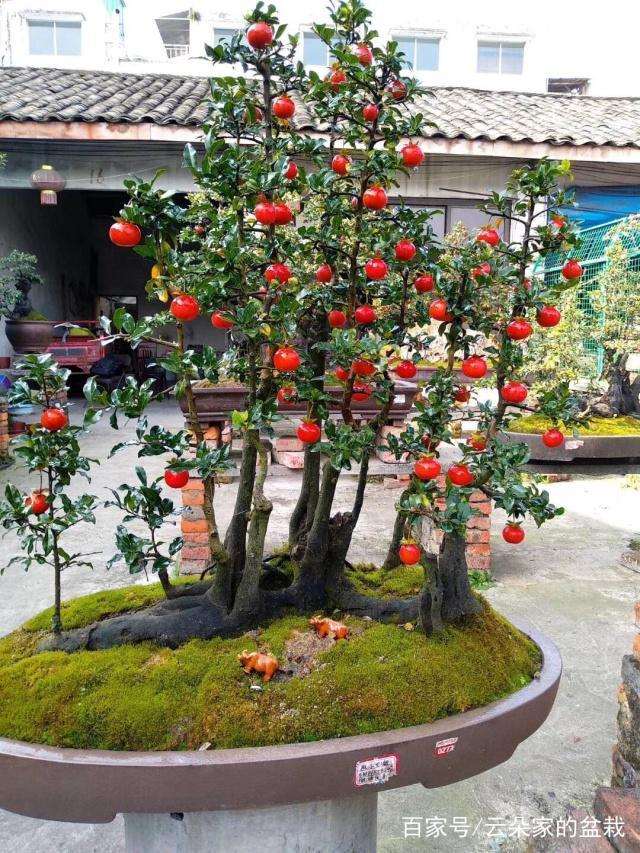 每年的11月是要摘取金弹子盆景果实的最好时候