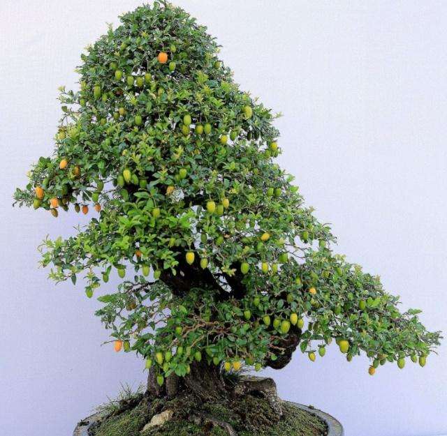 制作金弹子盆景要做好2年换盆1次的准备