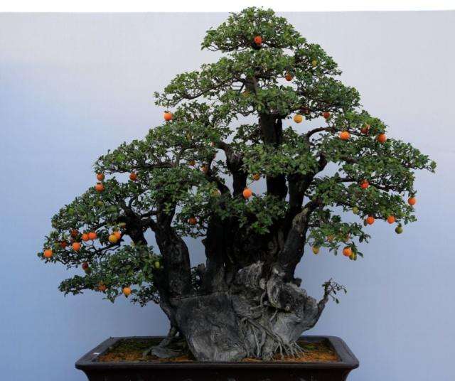 金弹子盆景上盆造型的技巧