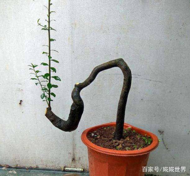 金弹子下山桩用什么土壤 最好养活