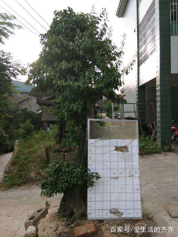 金弹子盆景的选盆与土壤管理技巧