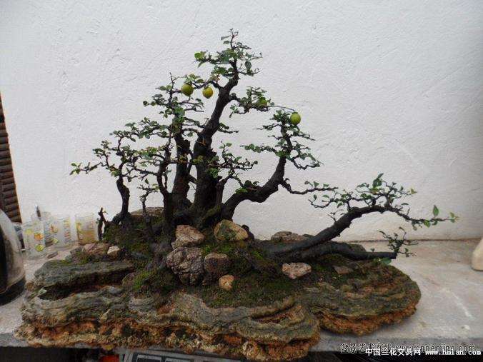 如何养护让金弹子盆景多开花结果