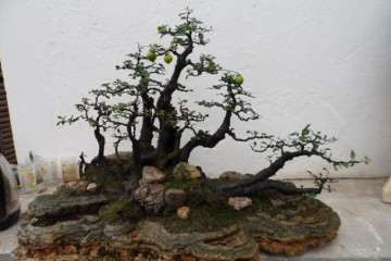 如何养护让金弹子盆景多开花结果？