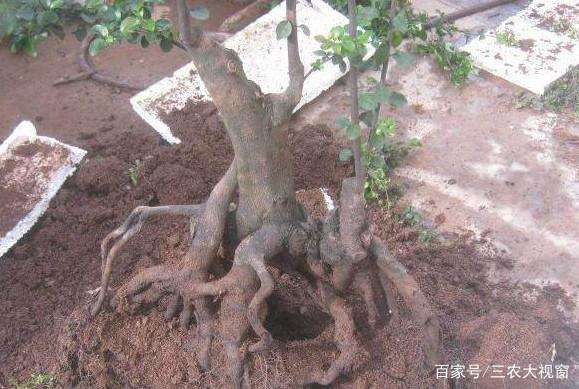 在泡沫箱里种植了一棵金弹子下山桩