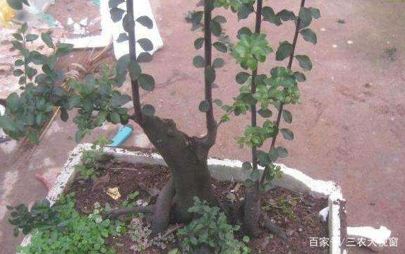 在泡沫箱里种植了一棵金弹子下山桩