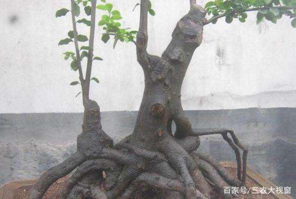 在泡沫箱里种植了一棵金弹子下山桩