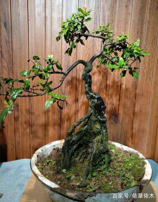 金弹子盆景2至3年换盆一次 在春季进行最好