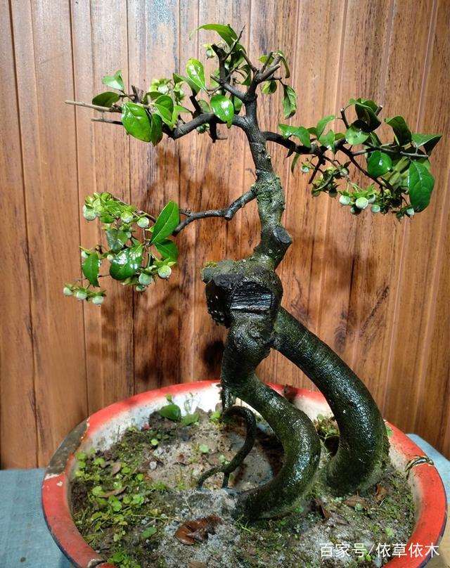 金弹子盆景2至3年换盆一次 在春季进行最好