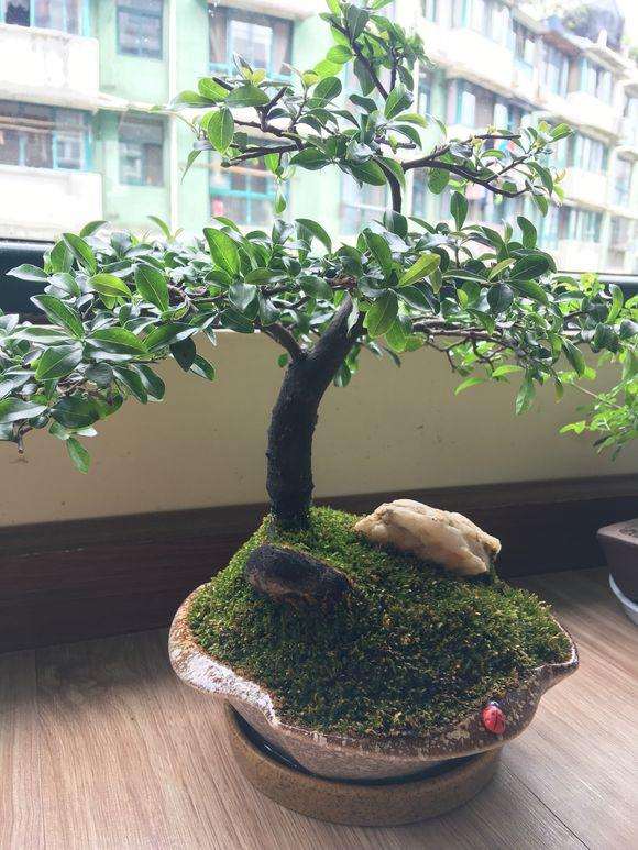 造型3年的金弹子小品盆景