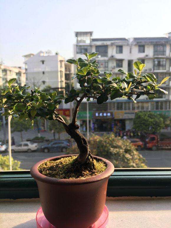 造型3年的金弹子小品盆景