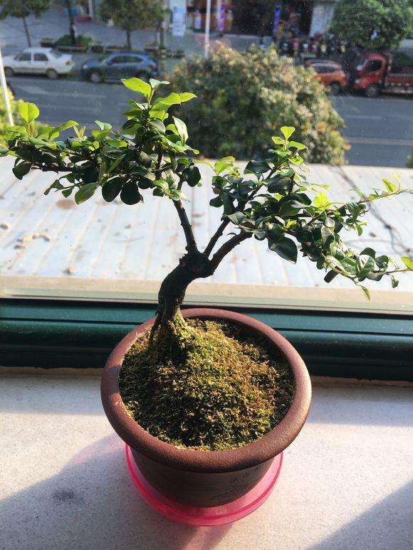 造型3年的金弹子小品盆景