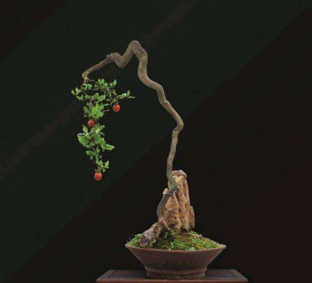 金弹子盆景的第一步就是土壤要疏松透气