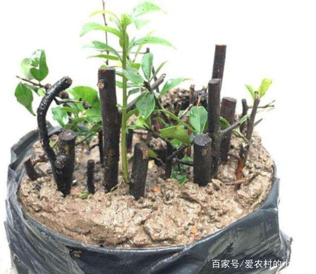 如何扦插金弹子盆景的小苗