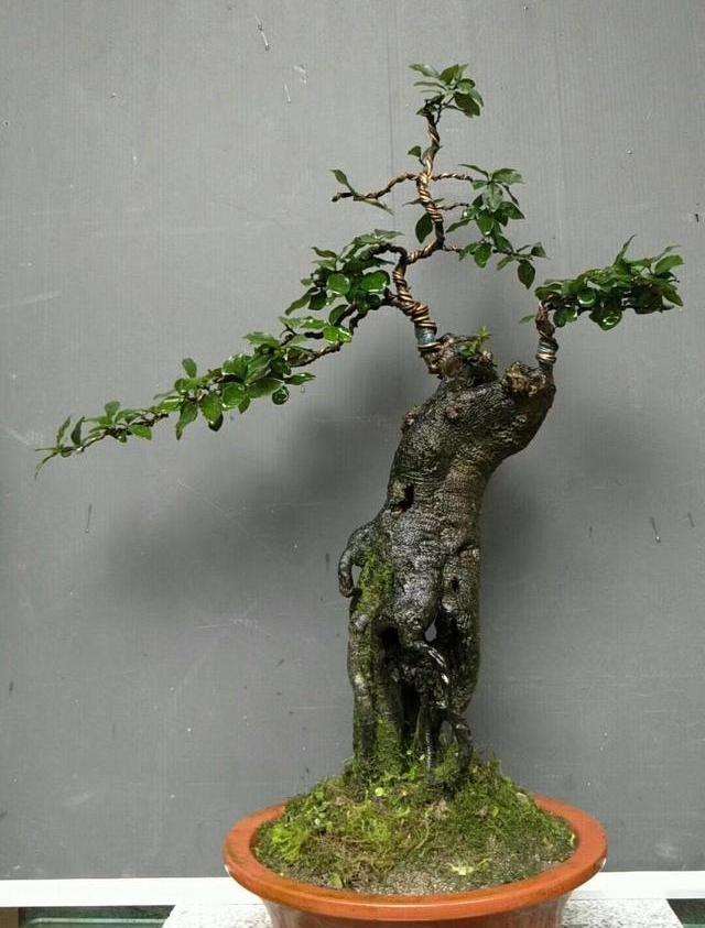 金弹子盆景的造型