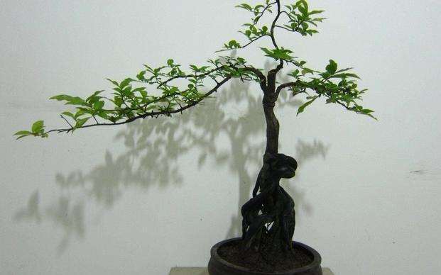 金弹子盆景的造型