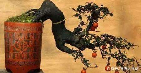 金弹子盆景的翻盆技巧