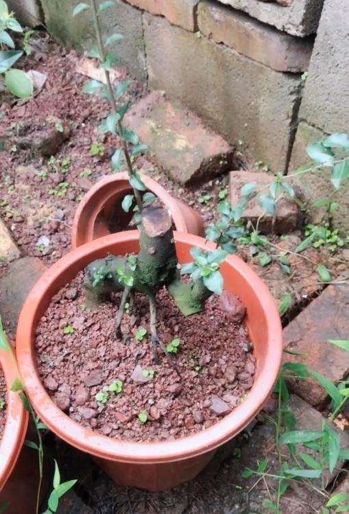 使用细河沙养金弹子下山桩的3个步骤