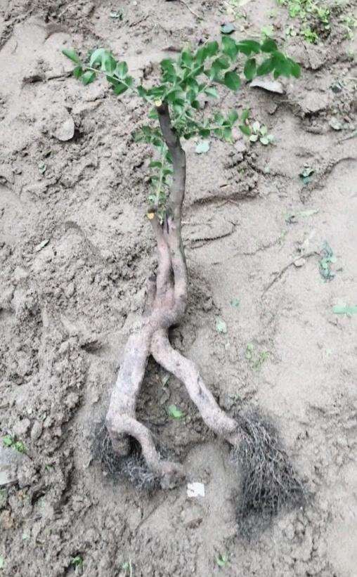 使用细河沙养金弹子下山桩的3个步骤