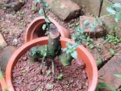 怎么使用细河沙养金弹子下山桩 如何发芽