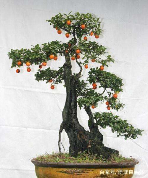 金弹子盆景发芽一厘米又焉了是怎么回事