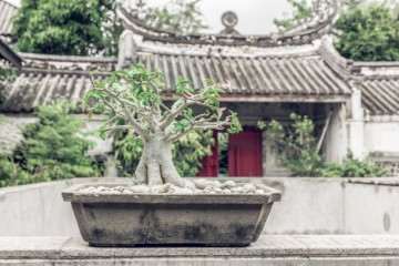 金弹子盆景什么时间嫁接成活率高？