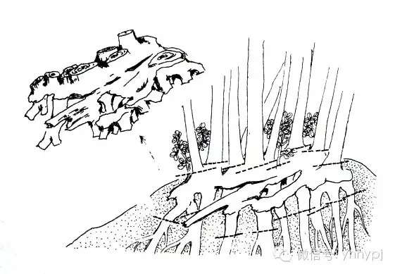 图解 连根式盆景的制作 4幅